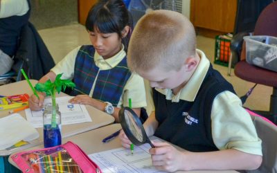 Grade 4 – Celery Discovery